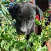 Cooper im Tierheim Sulzbach