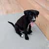 Cooper im Tierheim Sulzbach