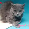 Smokie