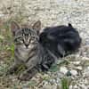 TOFFEE ET ALAYA
