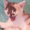 Biscotte