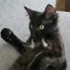 Pitchou