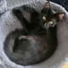 Pitchou