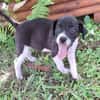 Saly, femelle croisée berger , née le 01/07/2025 🐶
