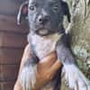 Aqua, femelle croisée berger , née le 01/07/2025 🐶