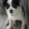 winzige Lotti sucht eine Familie