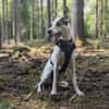 Toller Flinn sucht neues Zuhause