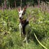 Toller Flinn sucht neues Zuhause