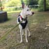 Toller Flinn sucht neues Zuhause