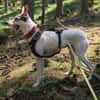Toller Flinn sucht neues Zuhause