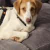 Loki: Ein Schelm sucht sein Zuhause