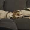Loki: Ein Schelm sucht sein Zuhause