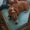 Charakterhund Lizu sucht eigene Familie