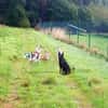 Charakterhund Lizu sucht eigene Familie