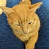 Katzenpaar Malvin & Cooper