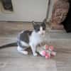 Katzenpaar Malvin & Cooper