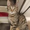 Katze Babsi