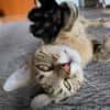 Kater Tigar