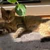 Kater Tigar