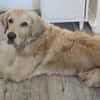 Golden Retriever Fridolin sucht ....