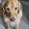 Golden Retriever Fridolin sucht ....