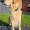 Golden Retriever Fridolin sucht ....