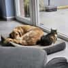 Golden Retriever Fridolin sucht ....