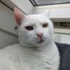 Katze Shelly