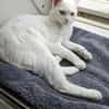 Katze Shelly