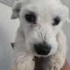 Der kleine Jonny sucht ein Zuhause