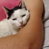 Liebe, sanfte Katze Chippy