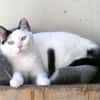 Liebe, sanfte Katze Chippy