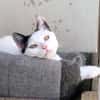 Liebe, sanfte Katze Chippy