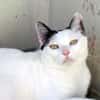 Liebe, sanfte Katze Chippy