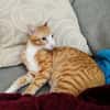 COOPER&MAXL - suchen ein Zuhause!