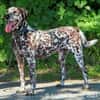 Nemo ist ein besonderer Hund