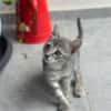 💕Lina💕 sucht ihre Menschen