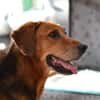 Perla Mix Hündin 8 Jahre alt in 34613