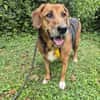 Perla Mix Hündin 8 Jahre alt in 34613