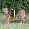 Perla Mix Hündin 8 Jahre alt in 34613
