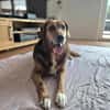 Perla Mix Hündin 8 Jahre alt in 34613