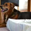 Perla Mix Hündin 8 Jahre alt in 34613