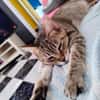 Sanfte, verträgliche Katze Greta