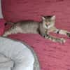Sanfte, verträgliche Katze Greta
