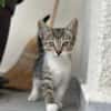 💕Minou💕sucht ihre Menschen ❤