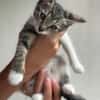 💕Minou💕sucht ihre Menschen ❤