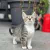 💕Minou💕sucht ihre Menschen ❤