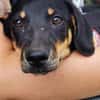 Unser Gute-Laune-Hund Arthur