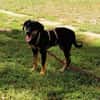 Unser Gute-Laune-Hund Arthur