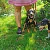 Unser Gute-Laune-Hund Arthur